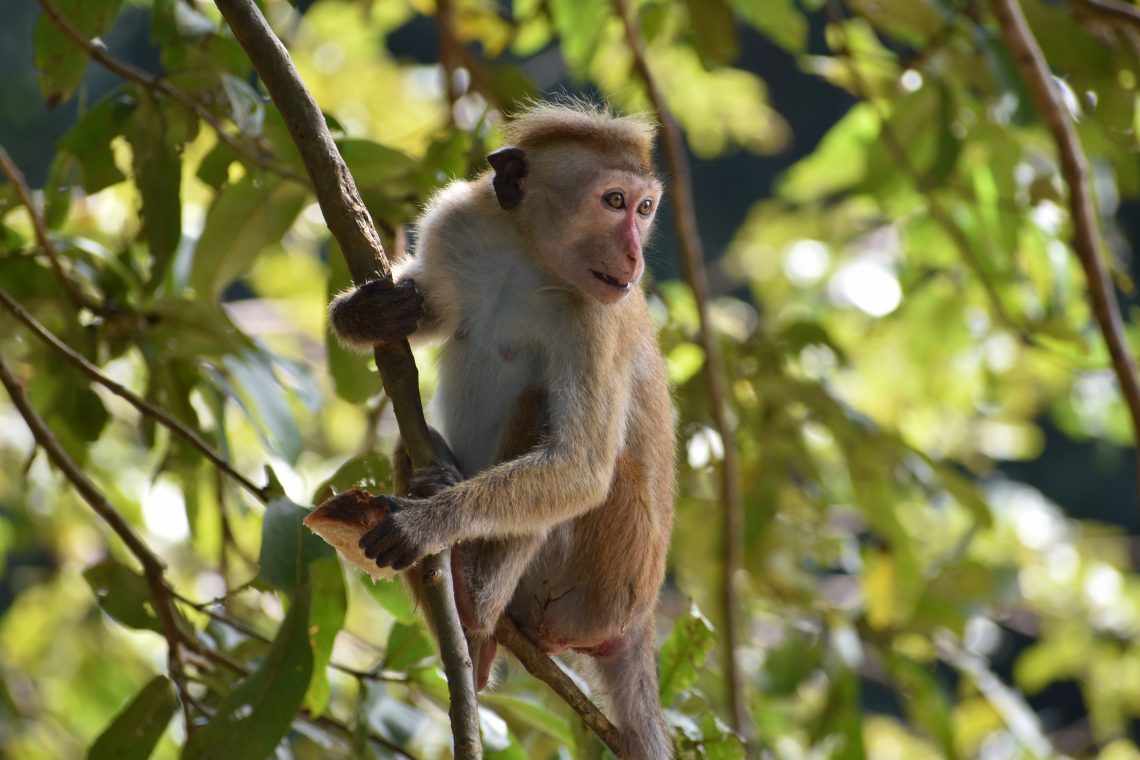 Monkey in Yala National Park