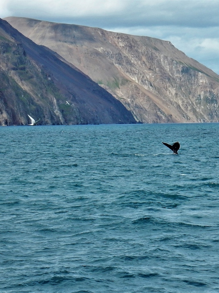 Whale flipper Husavik