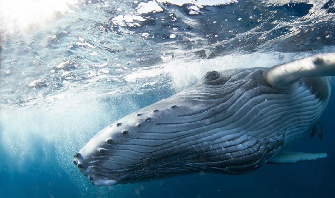Blue Whale snorkelling