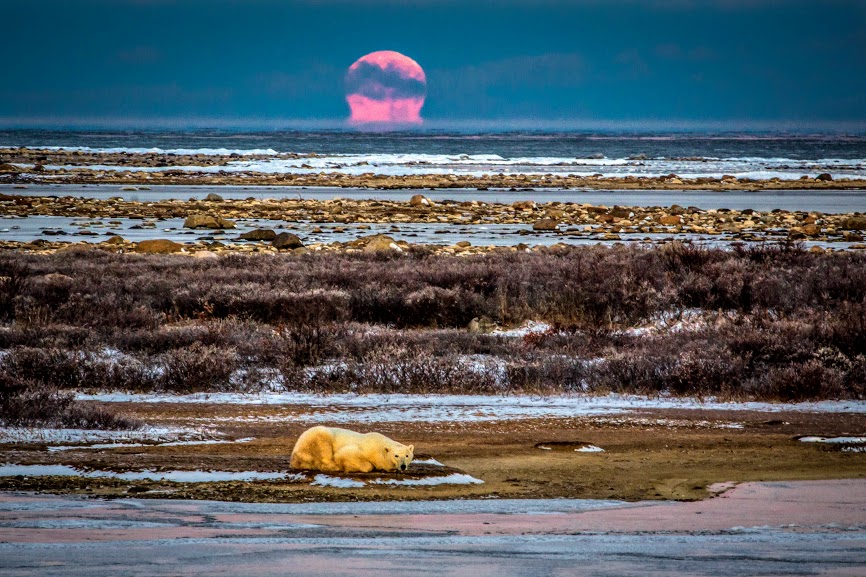 Polar bear in Manitoba